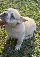 Male Platinum Red Merle , a male French Bulldog for sale in Lake City, FL – 3 of 10