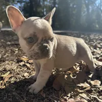 Male Platinum Red Merle fluffy, a male French Bulldog for sale in Lake City, FL – Photo 1 of 6