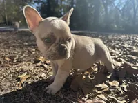 Platinum Red Merle fluffy, a male French Bulldog for sale in Lake City, FL – Photo 1 of 6
