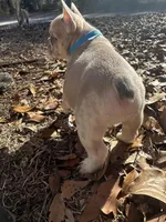 Platinum Red Merle fluffy, a male French Bulldog for sale in Lake City, FL – Photo 6 of 6