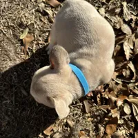 Male Platinum Red Merle fluffy, a male French Bulldog for sale in Lake City, FL – Photo 5 of 6