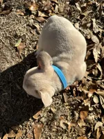 Platinum Red Merle fluffy, a male French Bulldog for sale in Lake City, FL – Photo 5 of 6