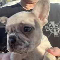 Male Platinum Red Merle fluffy, a male French Bulldog for sale in Lake City, FL – Photo 2 of 6