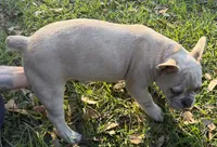 Male Platinum Red Merle , a male French Bulldog for sale in Lake City, FL – 4 of 10