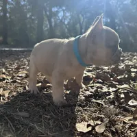 Male Platinum Red Merle fluffy, a male French Bulldog for sale in Lake City, FL – Photo 3 of 6