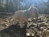 Platinum Red Merle fluffy, a male French Bulldog for sale in Lake City, FL – Photo 3 of 6