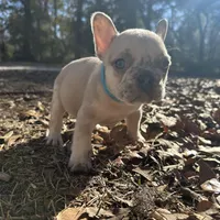 Male Platinum Red Merle fluffy, a male French Bulldog for sale in Lake City, FL – Photo 4 of 6
