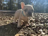 Platinum Red Merle fluffy, a male French Bulldog for sale in Lake City, FL – Photo 4 of 6