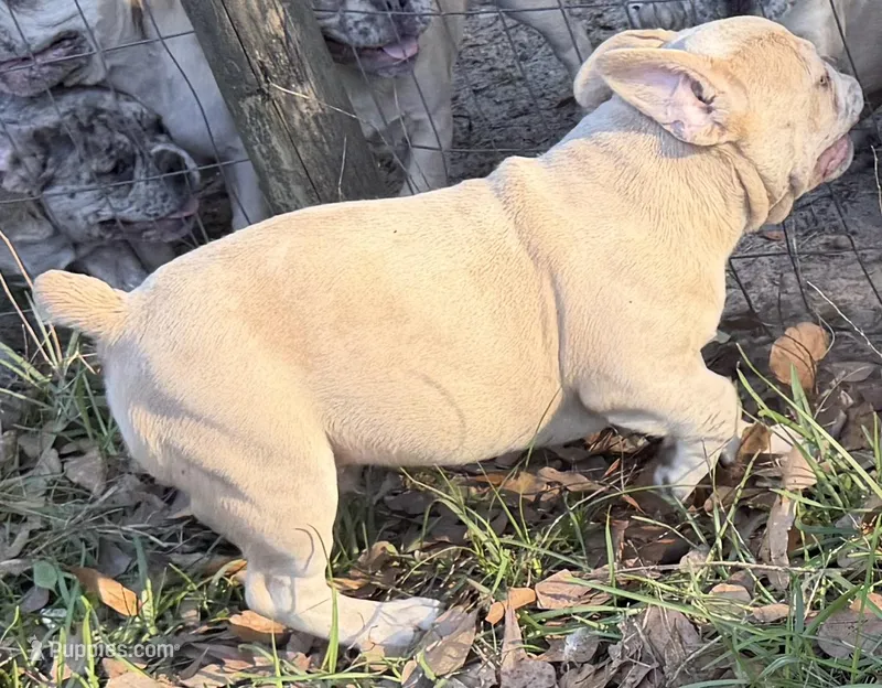 Male Platinum Red Merle  – French Bulldog puppy for sale in Lake City, FL