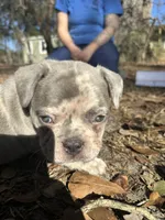 Camo(red), a female French Bulldog for sale in Lake City, FL – Photo 1 of 4