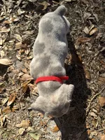 Camo(red), a female French Bulldog for sale in Lake City, FL – Photo 4 of 4