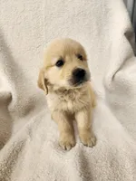 Roosevelt, a male Golden Retriever for sale in Sullivan, IL – 1 of 1