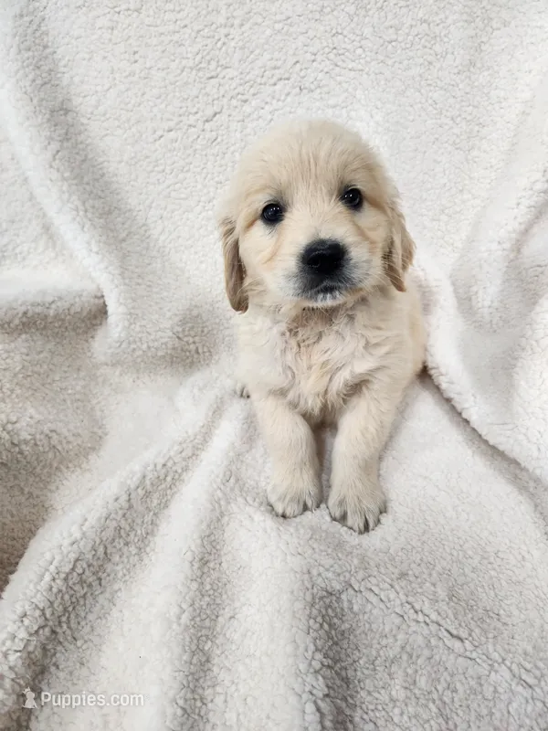 McKinley – Golden Retriever puppy for sale in Sullivan, IL
