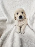 McKinley, a female Golden Retriever for sale in Sullivan, IL – 1 of 1
