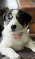 🌸 Black/white Tri-FEMALE🌸, a female Border Collie for sale in Washoe City, NV – 2 of 10