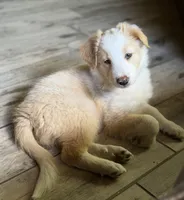 💜lavender collar💜, a female Border Collie for sale in Washoe City, NV – 3 of 7