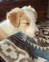 💜lavender collar💜, a female Border Collie for sale in Washoe City, NV – 5 of 7
