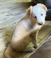 💜lavender collar💜, a female Border Collie for sale in Washoe City, NV – 7 of 7