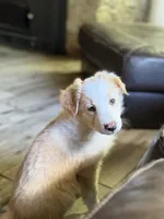 💜lavender collar💜, a female Border Collie for sale in Washoe City, NV – 4 of 7