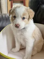  💙Royal-Light Gold-MALE💙, a male Border Collie for sale in Washoe City, NV – 1 of 9