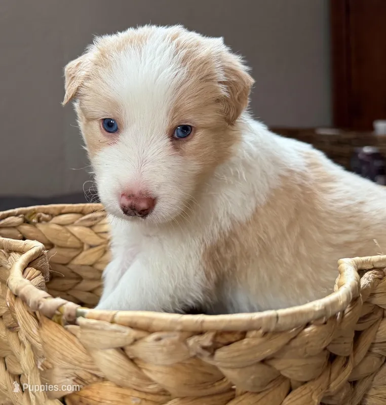 💙Royal-Light Gold-MALE💙 – Border Collie puppy for sale in Washoe City, NV
