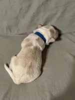  💙Royal-Light Gold merle-MALE💙, a male Border Collie for sale in Washoe City, NV – Photo 7 of 8