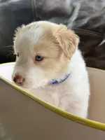  💙Royal-Light Gold-MALE💙, a male Border Collie for sale in Washoe City, NV – 3 of 9