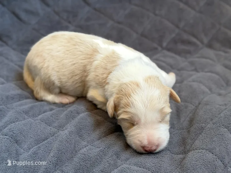  💙Royal-Light Gold-MALE💙 – Border Collie puppy for sale in Washoe City, NV