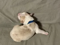  💙Royal-Light Gold merle-MALE💙, a male Border Collie for sale in Washoe City, NV – Photo 8 of 8