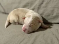  💙Royal-Light Gold merle-MALE💙, a male Border Collie for sale in Washoe City, NV – Photo 3 of 8