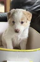  💙Royal-Light Gold-MALE💙, a male Border Collie for sale in Washoe City, NV – 6 of 9