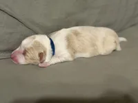  💙Royal-Light Gold merle-MALE💙, a male Border Collie for sale in Washoe City, NV – Photo 6 of 8