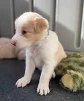  💙Royal-Light Gold-MALE💙, a male Border Collie for sale in Washoe City, NV – 7 of 9