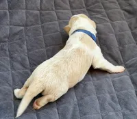  💙Royal-Light Gold-MALE💙, a male Border Collie for sale in Washoe City, NV – 8 of 9
