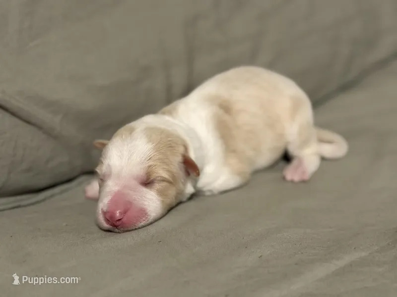  💙Royal-Light Gold merle-MALE💙, a male Border Collie for sale in Washoe City, NV – Photo 1 of 8