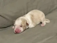  💙Royal-Light Gold merle-MALE💙, a male Border Collie for sale in Washoe City, NV – Photo 1 of 8