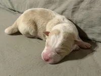  💙Royal-Light Gold merle-MALE💙, a male Border Collie for sale in Washoe City, NV – Photo 4 of 8