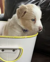  💙Royal-Light Gold-MALE💙, a male Border Collie for sale in Washoe City, NV – 4 of 9