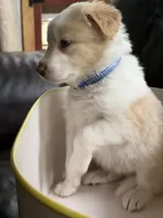  💙Royal-Light Gold-MALE💙, a male Border Collie for sale in Washoe City, NV – 5 of 9