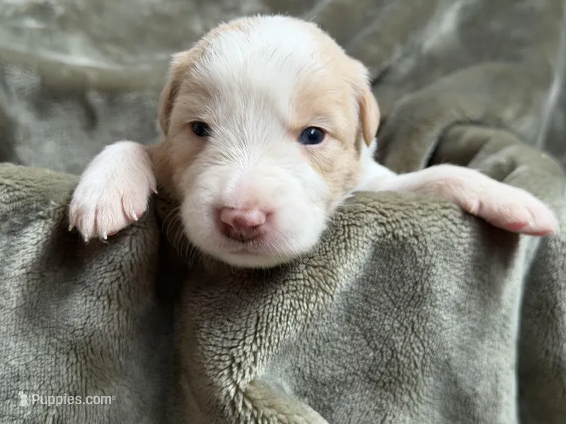  💙Royal-Light Gold-MALE💙 – Border Collie puppy for sale in Washoe City, NV