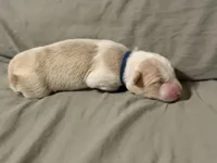  💙Royal-Light Gold merle-MALE💙, a male Border Collie for sale in Washoe City, NV – Photo 5 of 8