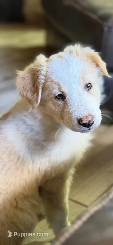💜lavender collar💜 – Border Collie puppy for sale in Washoe City, NV