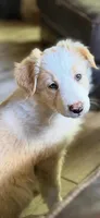 💜lavender collar💜, a female Border Collie for sale in Washoe City, NV – 1 of 7