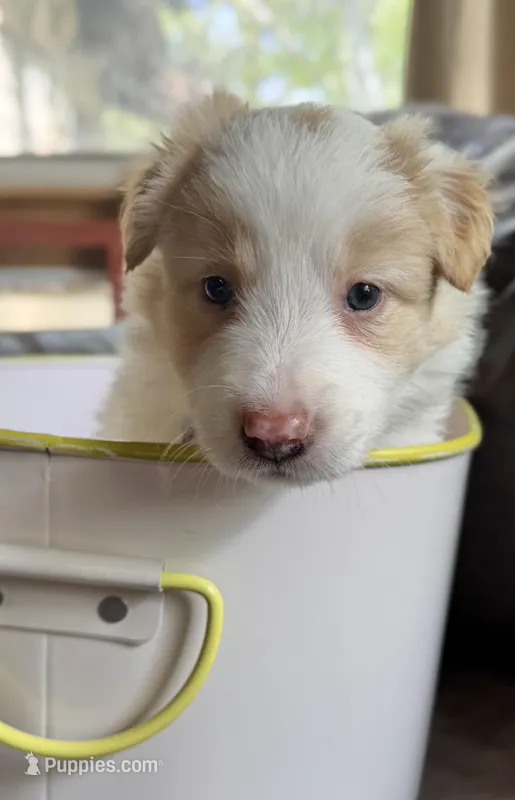 💜 Lavender collar-Gold Merle-FEMALE💜 (on hold) – Border Collie puppy on hold in Washoe City, NV