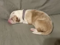 💜 Lavender collar-Gold Merle-FEMALE💜 (on hold), a female Border Collie for sale in Washoe City, NV – Photo 3 of 7