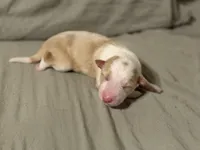 💜 Lavender collar-Gold Merle-FEMALE💜 (on hold), a female Border Collie for sale in Washoe City, NV – Photo 4 of 7