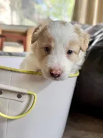 💜 Lavender collar-Gold Merle-FEMALE💜 (on hold), a female Border Collie for sale in Washoe City, NV – 3 of 8