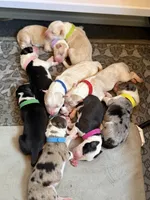 💜 Lavender collar-Gold Merle-FEMALE💜 (on hold), a female Border Collie for sale in Washoe City, NV – Photo 6 of 7