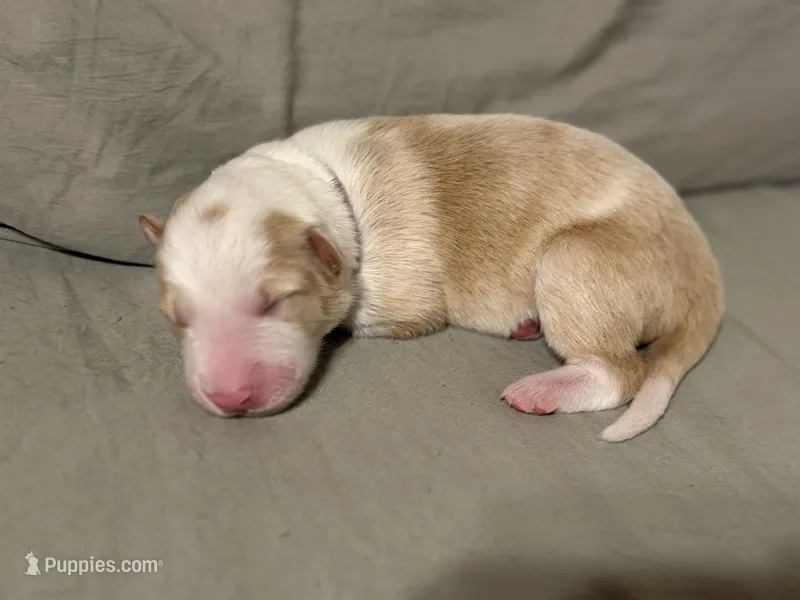 💜 Lavender collar-Gold Merle-FEMALE💜 (on hold) – Border Collie puppy for sale in Washoe City, NV