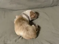 💜 Lavender collar-Gold Merle-FEMALE💜 (on hold), a female Border Collie for sale in Washoe City, NV – Photo 2 of 7